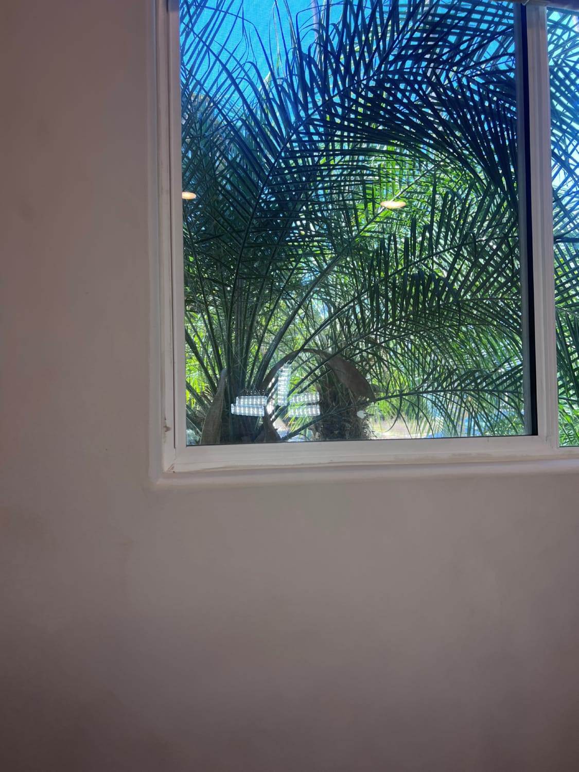 Limewash Painting – photo № 6